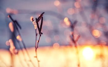 The powerful golden earth...