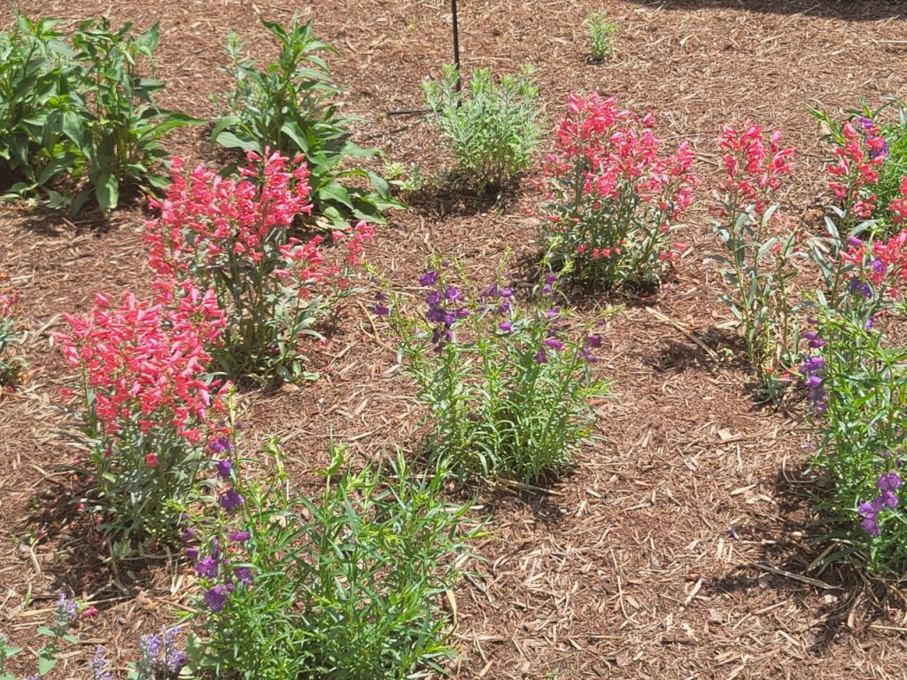 2022-04-01_LG_Garden Work_003009903_02